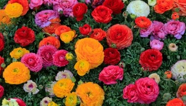 Sonhar com flores coloridas