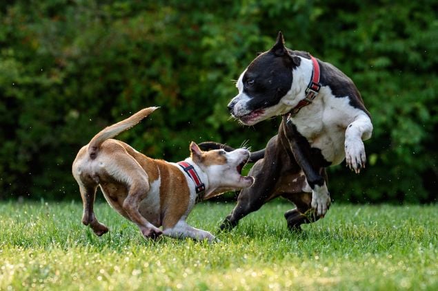 Um cachorro furioso atacando o outro.