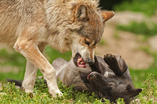 Lobo rosnando para outro lobo
