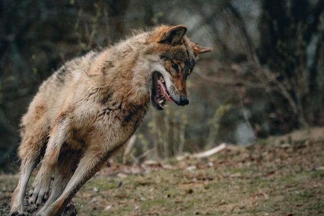 Lobo correndo com a boca aberta