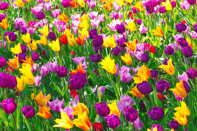 Jardim cheio de flores coloridas.