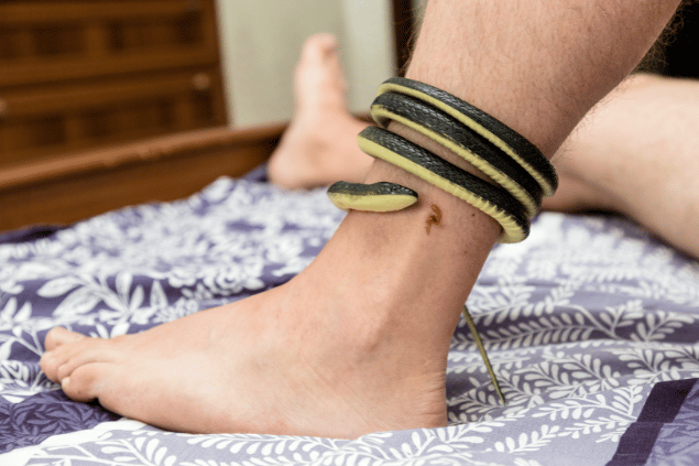 Uma cobra enrolada no tornozelo de um homem. Em sua pele, há uma pequena ferida da picada desta cobra. 