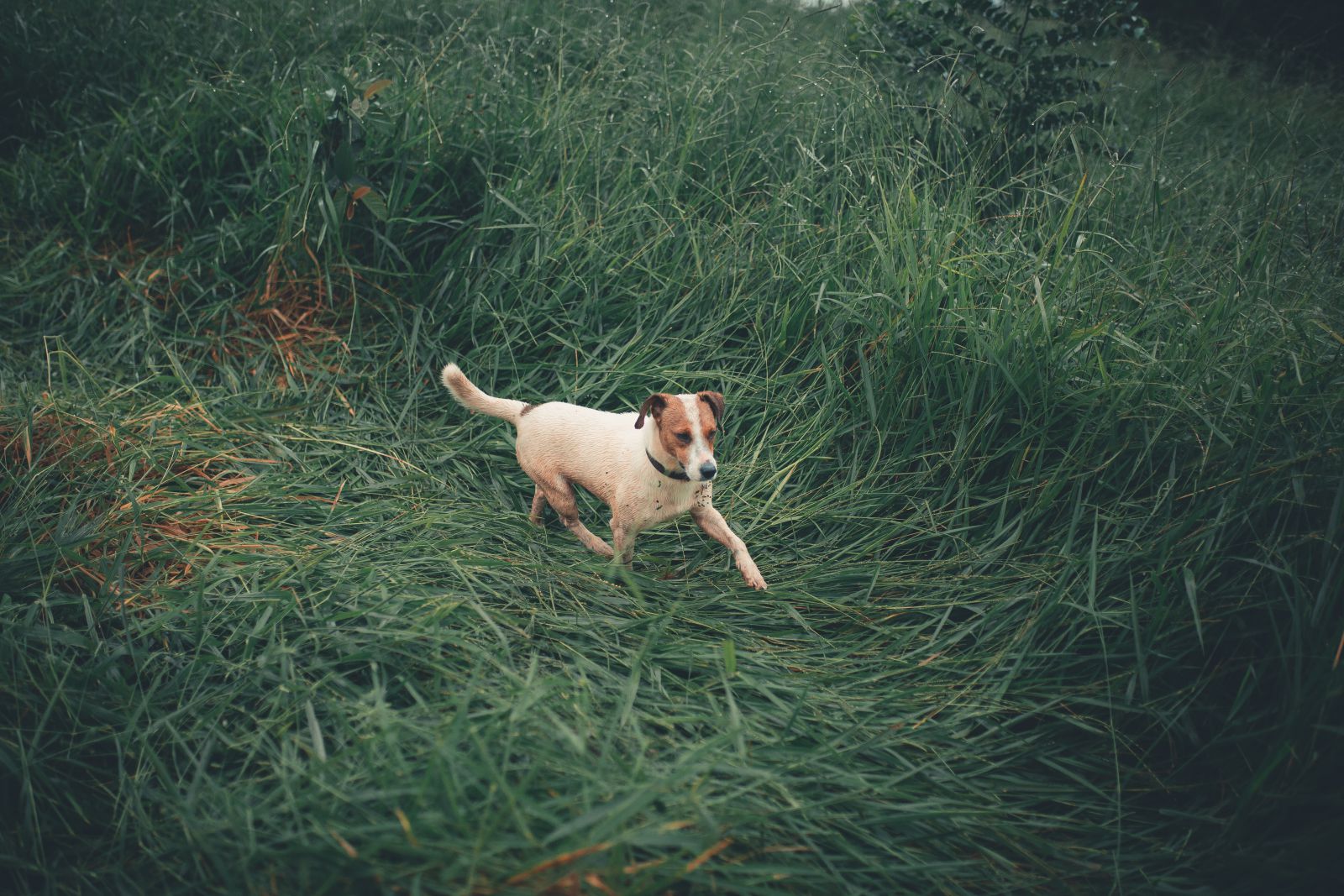 Cachorro correndo em meio a um gramado