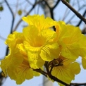 Flor Ipê-Amarelo
