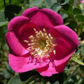 Flor Rosa Silvestre