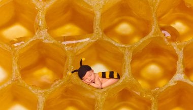 O que significa sonhar com abelha