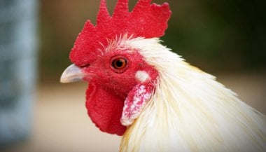 O que significa sonhar com galinha