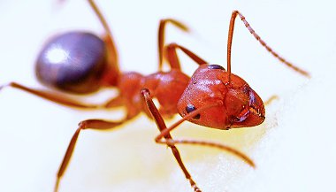 O que significa sonhar com formiga