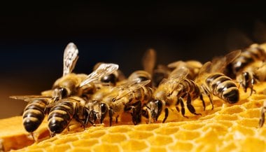 Sonhar com abelha e mel