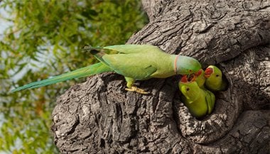 Sonhar com passarinho verde