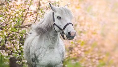 Sonhar com cavalo branco