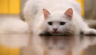 Sonhar com gato branco