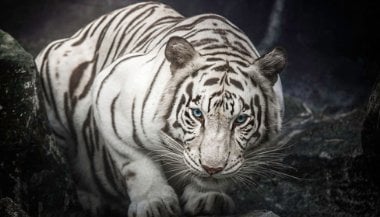 Sonhar com tigre branco