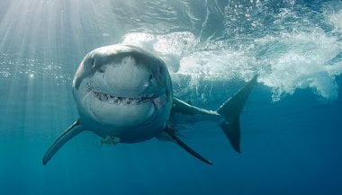 Significado de sonhar com tubarão