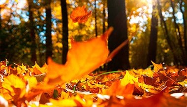 Outono: tempo de reflexão e desapego