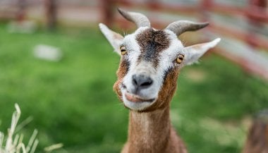 Significado de sonhar com bode