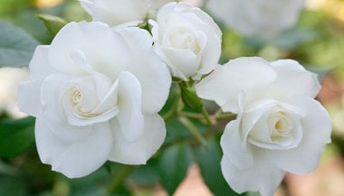 Conheça os poderes espirituais da rosa branca