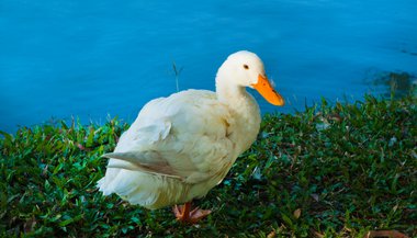 Significado de sonhar com pato