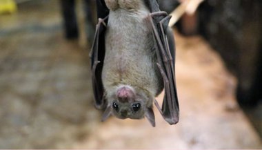 Significado de sonhar com morcego