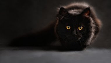 Sonhar com filhote de gato preto