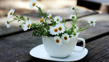 Shasta Daisy: o floral feito de margaridas