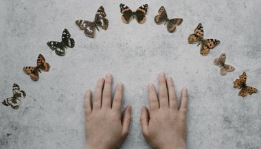 As borboletas trazem mensagens para a alma!