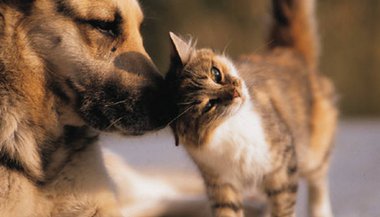 Sua personalidade é gato ou cachorro?