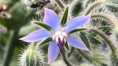 Imagem da flor borragem na cor lilás.