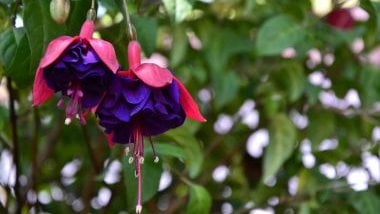 Imagem da flor brinco de princesa.