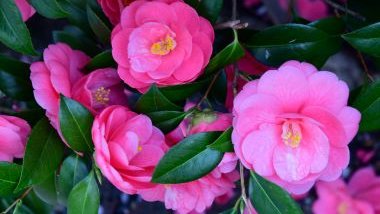 Camélia: significado, propriedades e benefícios