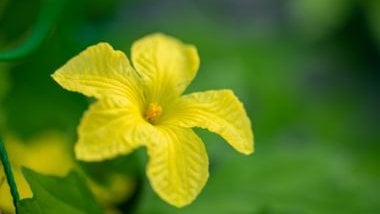 Imagem da flor de Melão de São Caetano.