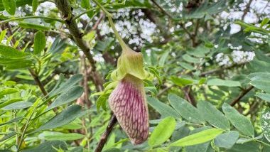 Imagem da flor Cipó Mil Homens.