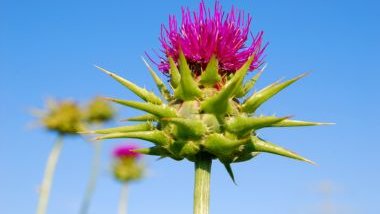 Imagem da flor da erva de Santa Maria.