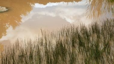 Imagem de uma água barrenta com matos ao redor.