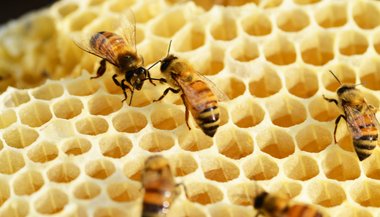 Sonhar com colmeia de abelha