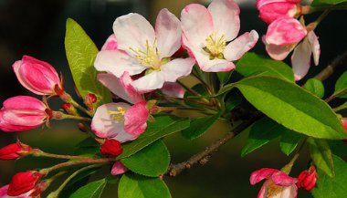 Crab Apple: como essa essência Floral de Bach pode nos ajudar?