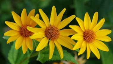 Flores amarelas na Terapia Floral