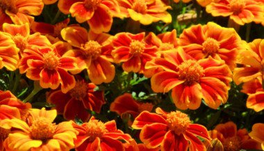 As flores laranjas na Terapia Floral