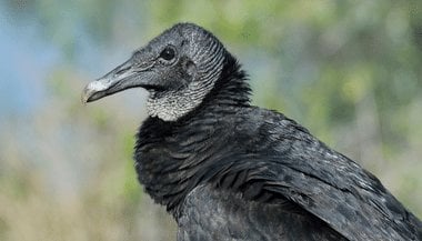 Significado de sonhar com urubu