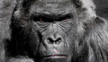 Significado de sonhar com gorila