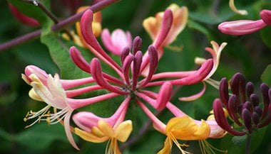 Honeysuckle: o floral indicado para as saudades