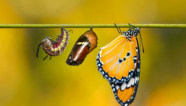 Horóscopo do dia: previsões de hoje (12/02) para os signos - Desperte a sua verdadeira essência