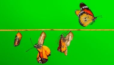 Horóscopo do dia de hoje (27/06): previsões dos signos para quinta-feira