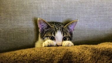O gato de cada signo: descubra qual felino combina com você
