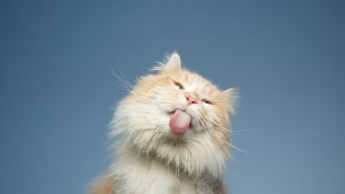 O que significa sonhar com gato: descubra os mistérios desse sonho