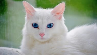 Sonhar com gato branco: descubra os significados desse sonho