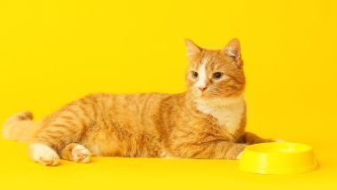 Sonhar com gato amarelo: descubra os significados e alertas desse sonho