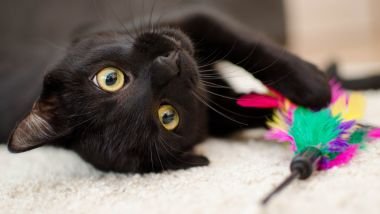 Imagem de um gato preto, deitado em um tapete branco brincando com a sua peninha.