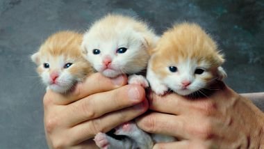Sonhar com gatos filhotes: descubra os significados desse sonho