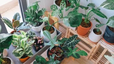A planta que reflete a personalidade do seu signo